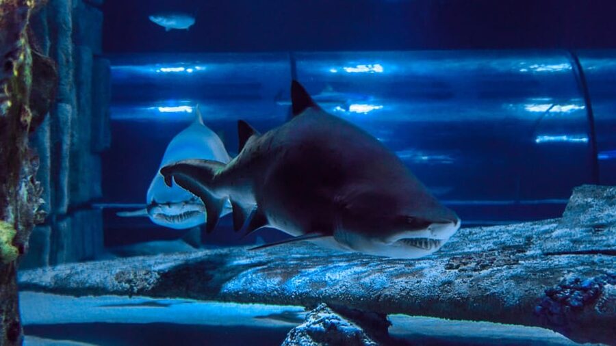 Antalya: Aquarium and Wax Museum Entry Ticket - What you’ll see inside the huge tunnel: shipwreck and sunken airplane