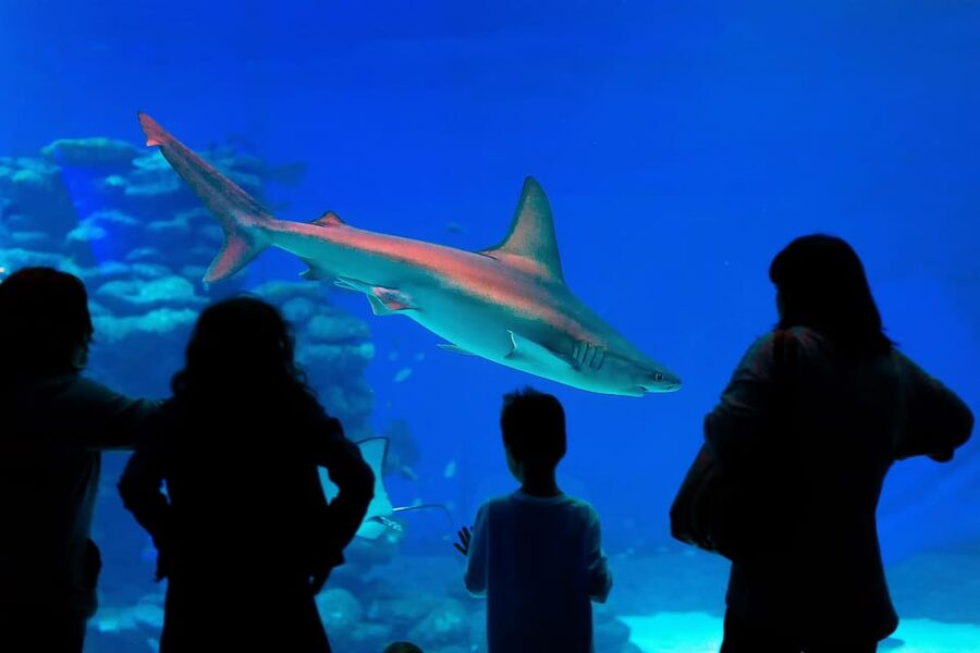 Antalya: Aquarium and Wax Museum Entry Ticket - Timing the day: how to fit it all into 1 day