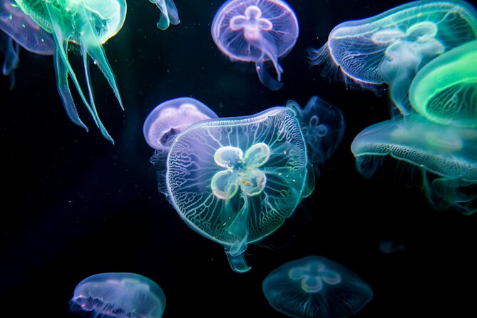 Antalya: Aquarium, Wax Museum & Combo Package Options - Ticket pickup reality: mobile tickets, possible ticket-office waits