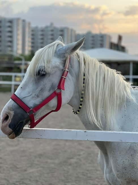 Antalya: Deniz Molalı At Safarisi - Guide support in English and why you won’t be left behind