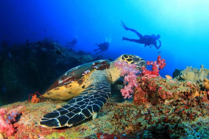 Antalya/Kemer: Scuba Diving Experience with 2 Dives & Lunch - Safety briefing at Camyuva: how they set you up for comfort