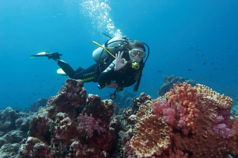 Antalya/Kemer: Scuba Diving Experience with 2 Dives & Lunch - Marine life: what you should realistically expect