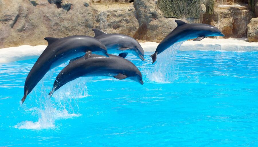 Antalya: The Land Of Legends Ticket Theme Park w/ Transfer - Water play for every age: wave pools, lazy rivers, Secret Lagoon, and Nickelodeon Land