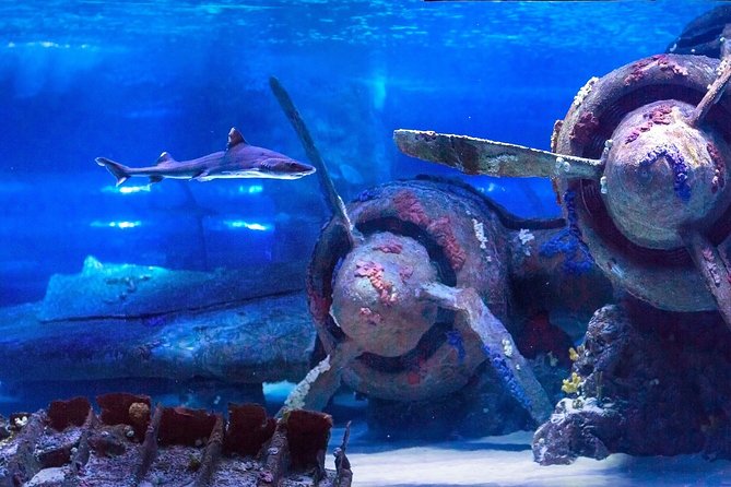 Belek: Antalya Aquarium Ticket With Optional Transfer - Optional Transfer from Belek: Convenient on Some Days, Flexible When It Isn’t