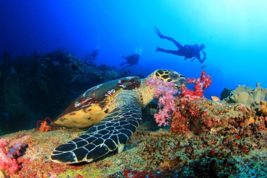 Belek: Scuba Diving in the Mediterranean Sea - Instructor Languages, Group Size, and Safety Reality Checks