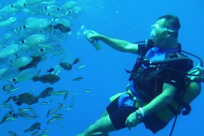 Diving Tour from Antalya or Kemer with Lunch - What you might see: fish, sea life, and one turtle story