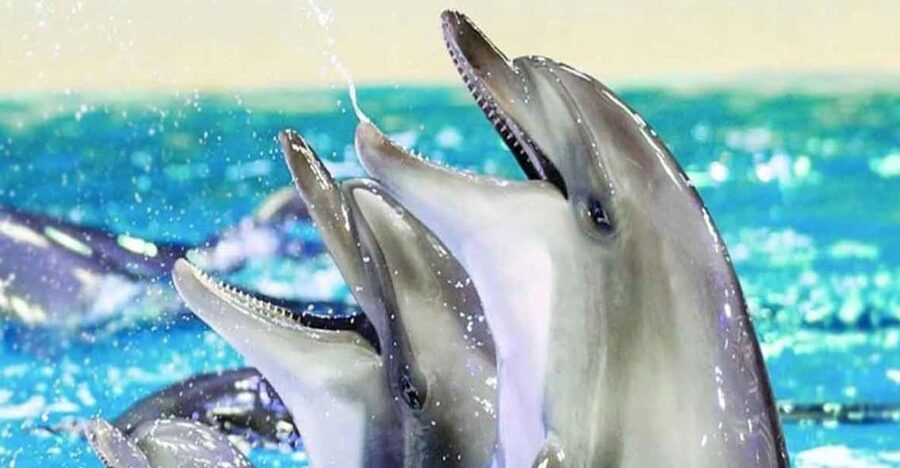 From Belek: Dolphin Show with Transfers - From Belek Hotel Pickup to the Dolphin Venue