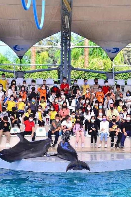 From Belek: Dolphin Show with Transfers - The Show Itself: Tricks, Routines, and Trainer-Led Learning