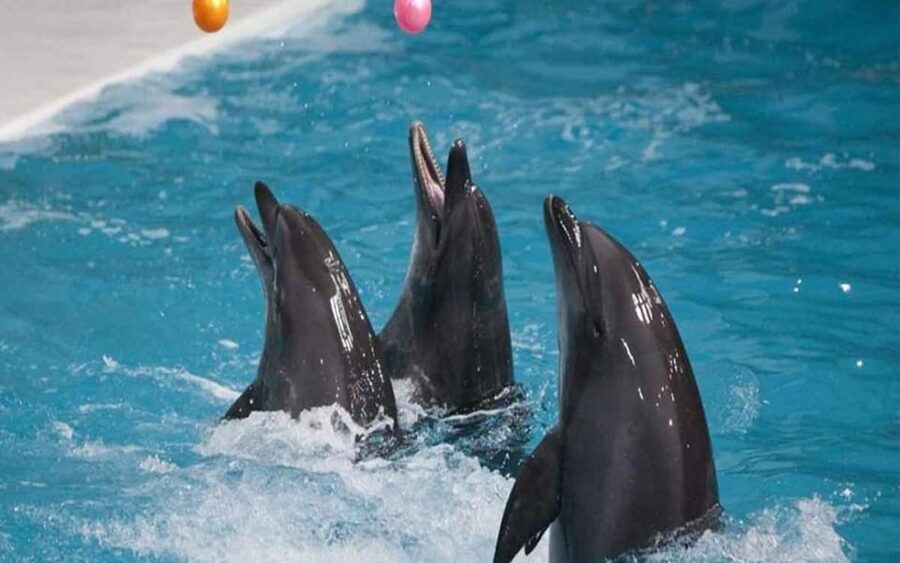From Belek: Dolphin Show with Transfers - The Provider Side: What “Included Transfers” Really Means