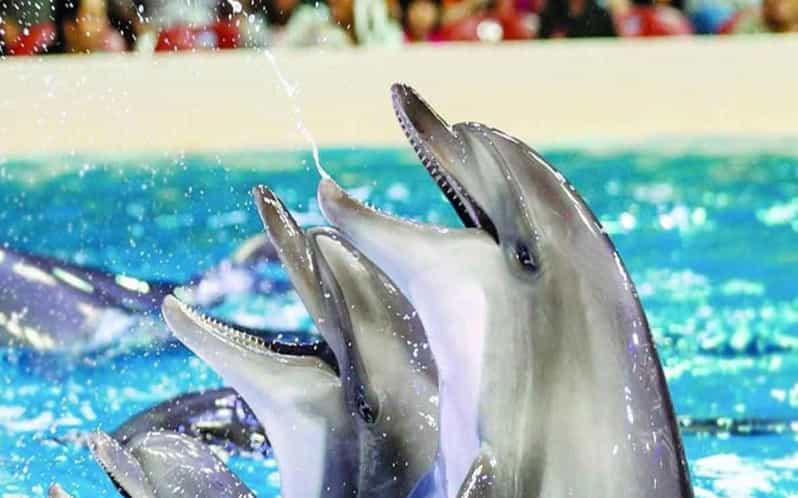 From Belek: Dolphin Show with Transfers - After the Performance: How the Return Works