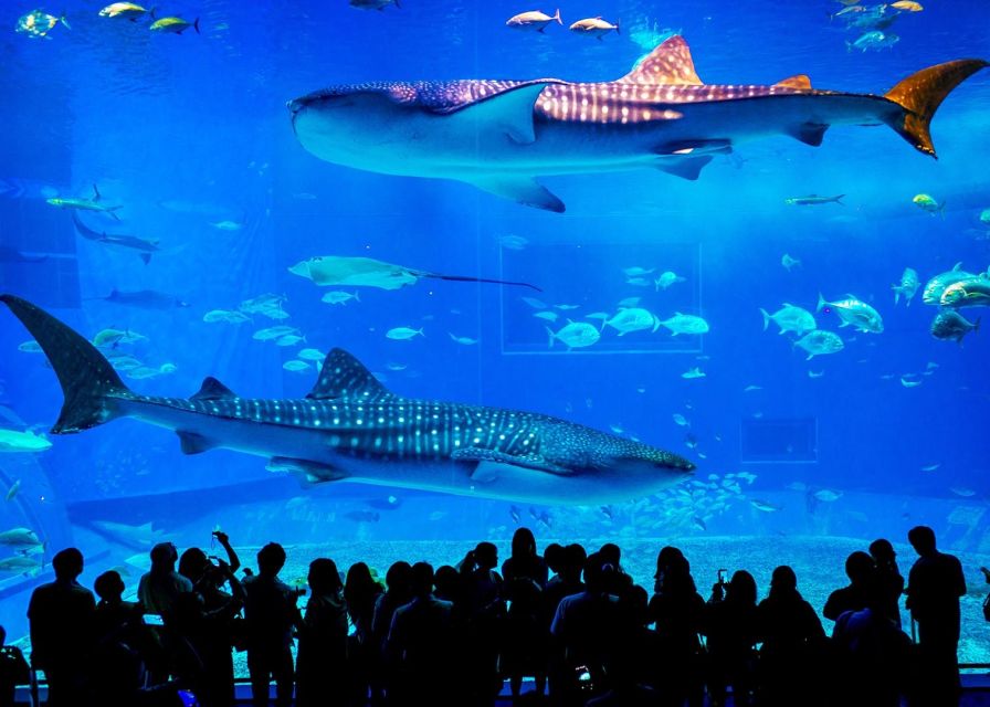 From city of Side: Antalya Aquarium Full-Day Trip - Should you book the Side: Antalya Aquarium Full-Day Trip?