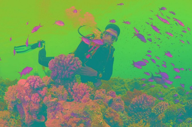 Scuba Diving Tour - Two Underwater Sessions Plus Snorkel, Swim Breaks, and Sun Time