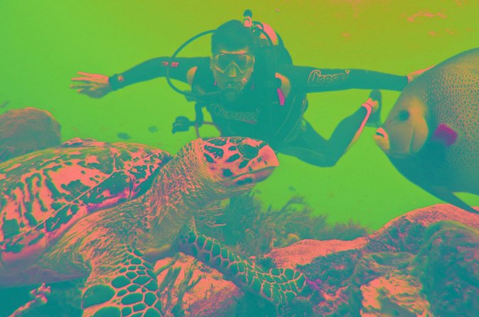 Scuba Diving Tour - Gear Options: Use Your Own or Let the Team Help
