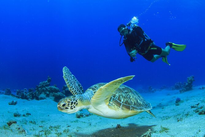 Scuba Diving Tour - Hotel Pickup, Lunch on Board, and the Time Between Sessions