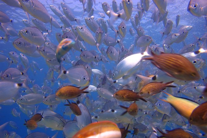 Side: Scuba Diving Under Water Museum - Price and value check for this Side Underwater Museum experience