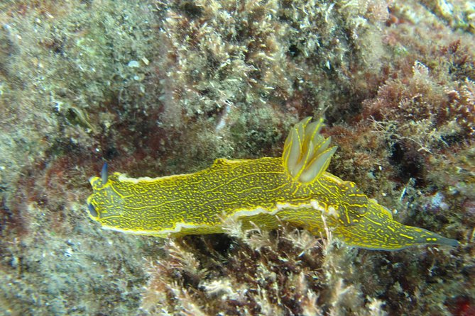 Side: Scuba Diving Under Water Museum - Should you book this Side Underwater Museum scuba tour?